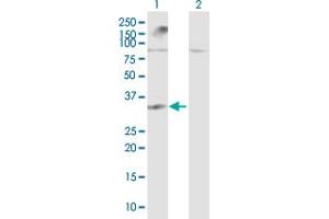 Western Blot analysis of LGALS12 expression in transfected 293T cell line by LGALS12 MaxPab polyclonal antibody.