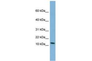 Image no. 1 for anti-Peptide YY (PYY) (AA 35-84) antibody (ABIN6742076) (Peptide YY antibody  (AA 35-84))