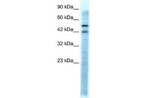 HTR3A antibody (70R-10552) used at 0. (Serotonin Receptor 3A antibody  (N-Term))