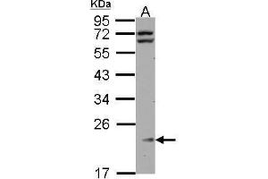 WB Image Sample (30 ug of whole cell lysate) A: HeLa 12% SDS PAGE antibody diluted at 1:1000