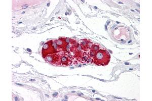 Anti-RAD51AP1 antibody IHC of human small intestine, submucosal plexus. (RAD51AP1 antibody  (AA 273-335))