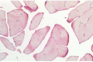 Immunohistochemistry analysis using Rabbit Anti-HSP27 Polyclonal Antibody (ABIN2484346). (HSP27 antibody  (Atto 488))