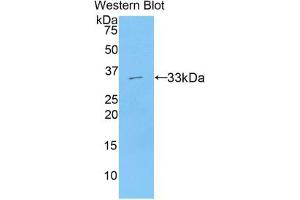 Western blot analysis of the recombinant protein. (AXIN2 antibody  (AA 350-631))