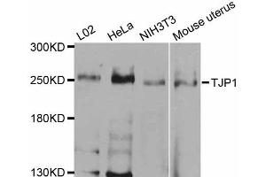Western blot analysis of extracts of various cell lines, using TJP1 antibody (ABIN5970244) at 1/1000 dilution. (TJP1 antibody)