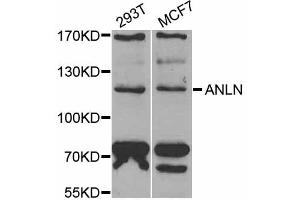 Western blot analysis of extracts of various cell lines, using ANLN antibody (ABIN5973909) at 1/1000 dilution. (Anillin antibody)
