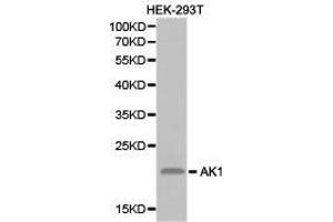 Western Blotting (WB) image for anti-Adenylate Kinase 1 (AK1) antibody (ABIN1870891) (Adenylate Kinase 1 antibody)