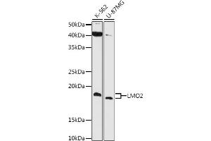Western blot analysis of extracts of various cell lines, using LMO2 antibody (ABIN7268257) at 1:1000 dilution. (LMO2 antibody)