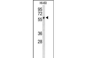 Western blot analysis of PLV Antibody (Center) 9378c in HL-60 cell line lysates (35 μg/lane). (PLVAP antibody  (AA 214-242))