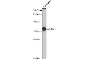 Western blot analysis of extracts of rat kidney, using OR1 antibody (6453) at 1:1000 dilution. (OR1A1 antibody  (AA 1-100))