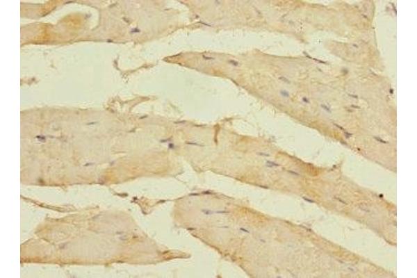 MYORG/KIAA1161 antibody  (AA 101-300)