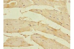 Immunohistochemistry of paraffin-embedded human skeletal muscle tissue using ABIN7160510 at dilution of 1:100