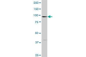 STAT6 MaxPab rabbit polyclonal antibody. (STAT6 antibody  (AA 1-847))