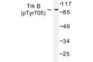 Image no. 1 for anti-Neurotrophic Tyrosine Kinase, Receptor, Type 2 (NTRK2) (pTyr705) antibody (ABIN318147) (TRKB antibody  (pTyr705))