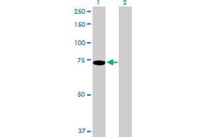 Western Blot analysis of PIAS2 expression in transfected 293T cell line by PIAS2 MaxPab polyclonal antibody. (PIAS2 antibody  (AA 1-572))
