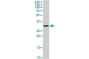 CRSP9 monoclonal antibody (M02), clone 2D7. (MED7 antibody  (AA 1-233))