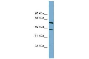 HEPACAM antibody used at 1 ug/ml to detect target protein.