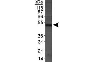 NAPEPLD anticorps  (AA 1-100)