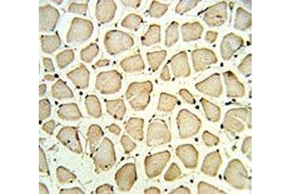 PGP antibody  (AA 33-62)