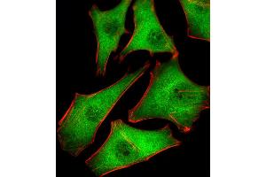 Fluorescent image of Hela cells stained with PSMD10 Antibody . (PSMD10 antibody  (AA 43-76))