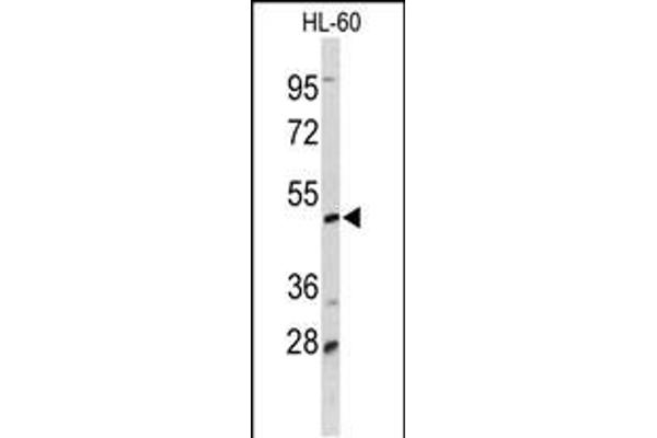 DCP2 antibody  (AA 144-173)