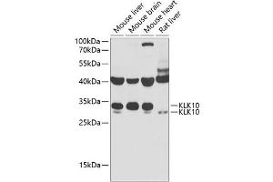 Western blot analysis of extracts of various cell lines, using KLK10 antibody (ABIN6142943) at 1:1000 dilution. (Kallikrein 10 antibody  (AA 35-276))