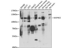 Western blot analysis of extracts of various cell lines, using MK3 antibody (ABIN6131705, ABIN6143509, ABIN6143511 and ABIN6223200) at 1:1000 dilution. (MAP4K3 antibody  (AA 755-894))
