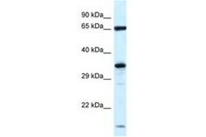 Image no. 1 for anti-Kelch-Like 12 (Drosophila) (KLHL12) (N-Term) antibody (ABIN6747433) (KLHL12 antibody  (N-Term))