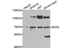 Western blot analysis of extracts of various cell lines, using SOX5 antibody.