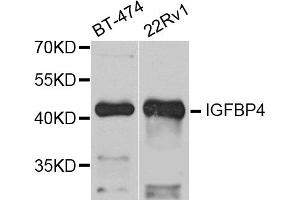 Western blot analysis of extracts of various cell lines, using IGFBP4 antibody (ABIN5971049) at 1/1000 dilution. (IGFBP4 antibody)