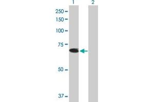 TRIM26 antibody  (AA 1-539)