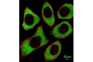 Immunofluorescence (IF) image for anti-Protein-tyrosine Phosphatase 1C (PTPN6) (AA 247-277) antibody (ABIN1882123)