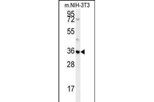 MTCH2 Antibody (N-term) (ABIN651683 and ABIN2840360) western blot analysis in mouse NIH-3T3 cell line lysates (35 μg/lane). (MTCH2 antibody  (N-Term))