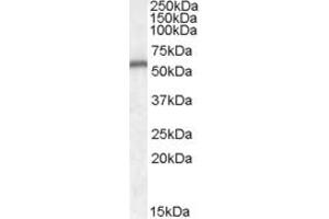 Western Blotting (WB) image for anti-Neurotrophin 4 (NTF4) (AA 137-149) antibody (ABIN343013) (Neurotrophin 4 antibody  (AA 137-149))