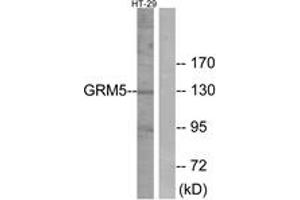Western blot analysis of extracts from HT-29 cells, using GRM5 Antibody. (Metabotropic Glutamate Receptor 5 antibody  (AA 21-70))