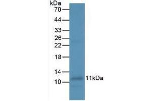 Mouse Capture antibody from the kit in WB with Positive Control: Dog leukocyte cells. (IL-8 CLIA Kit)