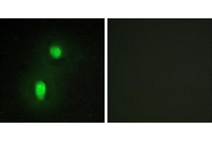 Peptide - +Immunofluorescence analysis of HUVEC cells, using hnRNP C1/C2 antibody.