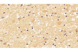 Detection of WNT7B in Human Cerebrum Tissue using Polyclonal Antibody to Wingless Type MMTV Integration Site Family, Member 7B (WNT7B)