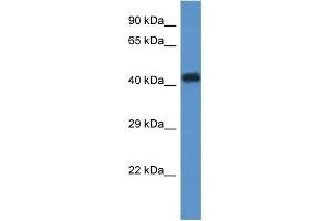 WDR77 antibody used at 1 ug/ml to detect target protein. (WDR77 antibody  (N-Term))