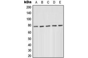 Western blot analysis of PKC delta (pY52) expression in MCF7 serum starvation-treated (A), HeLa PMA-treated (B), Jurkat (C), Raw264. (PKC delta antibody  (N-Term, pTyr52))