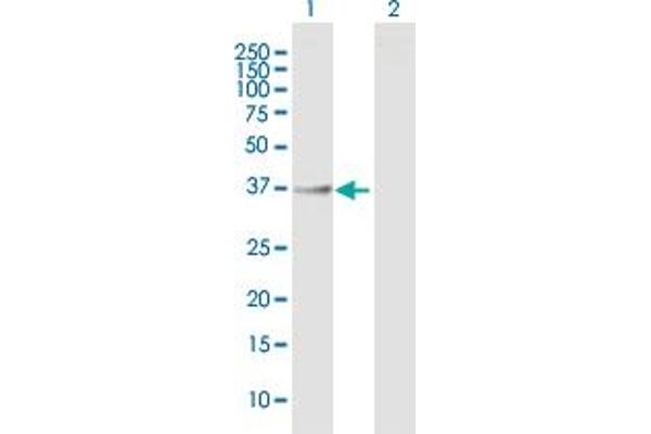 ASPHD1 antibody  (AA 1-390)