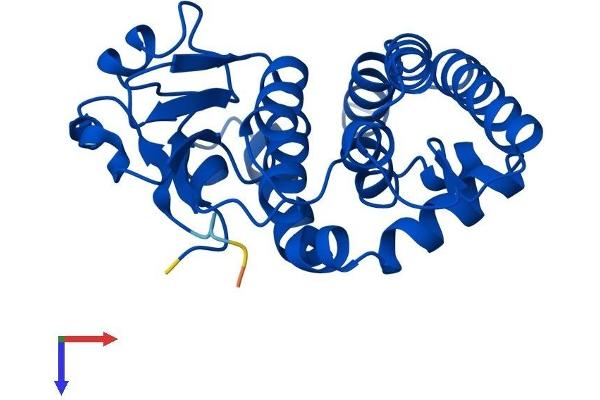 GSTO2 Protein (AA 1-243) (His tag)