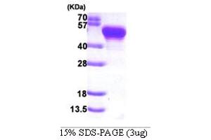 SDS-PAGE (SDS) image for Protein A (AA 37-469) protein (ABIN666764) (Protein A Protein (AA 37-469))