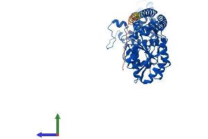 Protein Structure (PS) image for Sep (O-phosphoserine) tRNA:Sec (Selenocysteine) tRNA Synthase (SEPSECS) (AA 1-504) protein (His tag) (ABIN7558006)