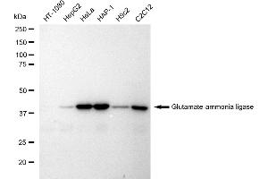Western blotting analysis using Glutamate-ammonia ligase antibody (ABIN7798741). (Recombinant GLUL antibody)