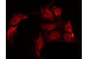 ABIN6275146 staining A549 by IF/ICC. (GJC2 antibody  (N-Term))