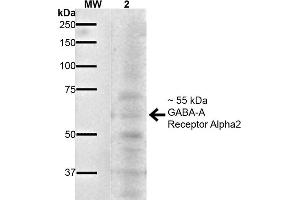 Western Blot analysis of Mouse Brain showing detection of ~55 kDa GABA A Receptor Alpha 2 protein using Mouse Anti-GABA A Receptor Alpha 2 Monoclonal Antibody, Clone S399-19 . (GABRA1 antibody  (AA 350-385) (Atto 390))