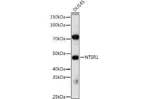 Western blot analysis of extracts of DU145 cells, using NTSR1 antibody (ABIN3017269, ABIN3017270, ABIN3017271 and ABIN6220018) at 1:1000 dilution.
