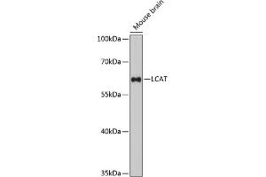 Western blot analysis of extracts of mouse brain, using LCAT antibody (ABIN6130519, ABIN6143107, ABIN6143109 and ABIN6215436) at 1:3000 dilution. (LCAT antibody  (AA 25-440))