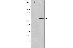 Western blot analysis of GTPase Activating Protein phosphorylation expression in COS7 whole cell lysates,The lane on the left is treated with the antigen-specific peptide. (RACGAP1 antibody  (pSer387))