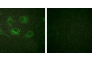 Peptide - +Immunofluorescence analysis of HuvEc cells, using Claudin 3 antibody (#30024). (Claudin 3 antibody)